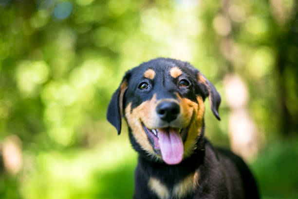 A cute young German Shepherd mixed breed puppy with a happy expression