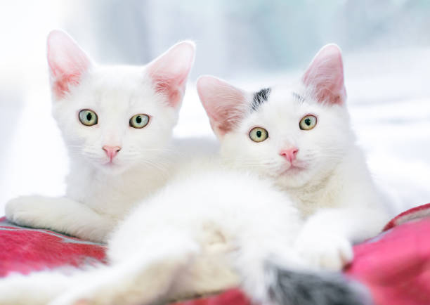 Two white kittens lying together on a blanket and looking at the camera