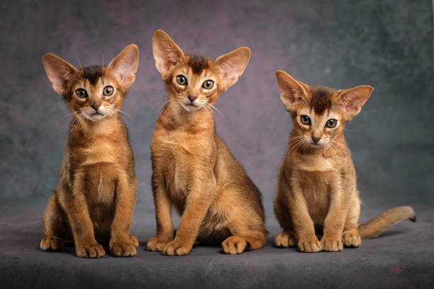 istock Three ginger kittens posing beautifully on a gray background, Several Abyssinian kittens, studio shooting 2195560005