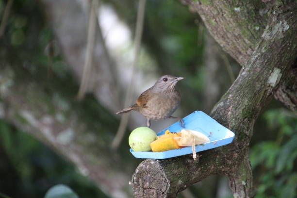 istock ravine thrush bird - Turdus leucomelas 2195562521