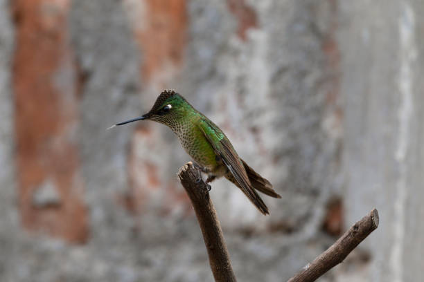 Hummingbird perched in profile on a branch with its tongue out, territorial and defensive attitude, out of focus background
