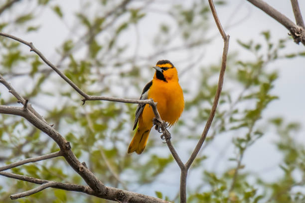 istock Bullock's oriole male perching on a branch 2195565243