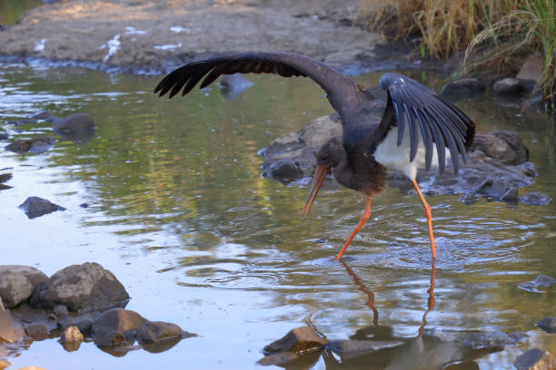 Schwarzstorch / Black Stork / Ciconia nigra