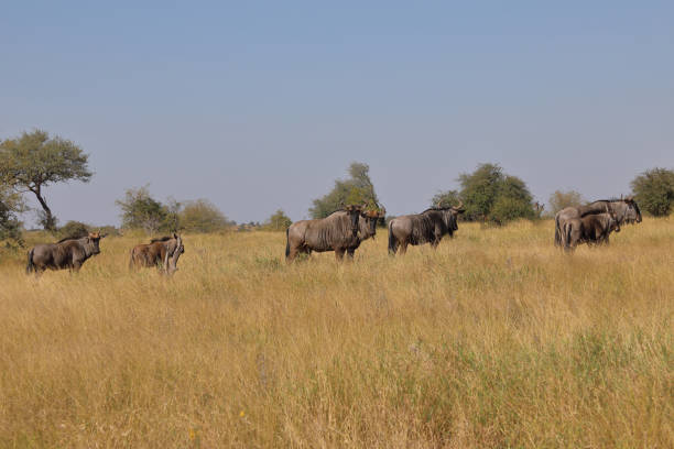 Streifengnu / Blue wildebeest / Connochaetes taurinus