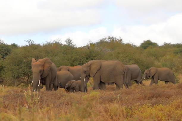 istock Afrikanischer Elefant / African elephant / Loxodonta africana 2195565747