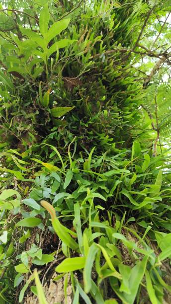 istock Beautiful fern in tree of borneo 2195567924