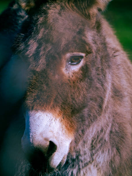 Mother donkey and foal behind wire on green pasture