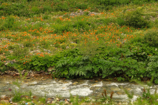 istock Orange poppy flower 2195568477