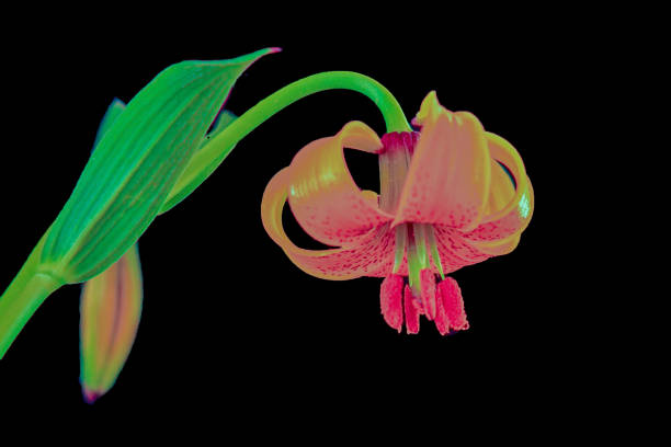 Turk's cap lily, Liliaceae