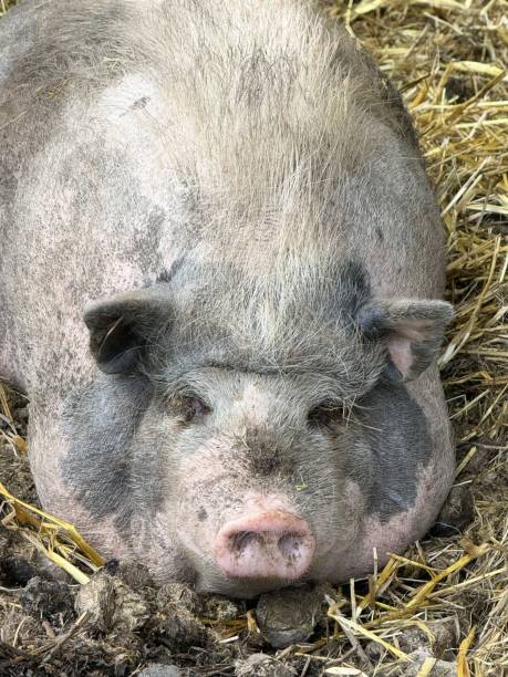 istock Close-up of a large pig resting on straw bedding 2195569866