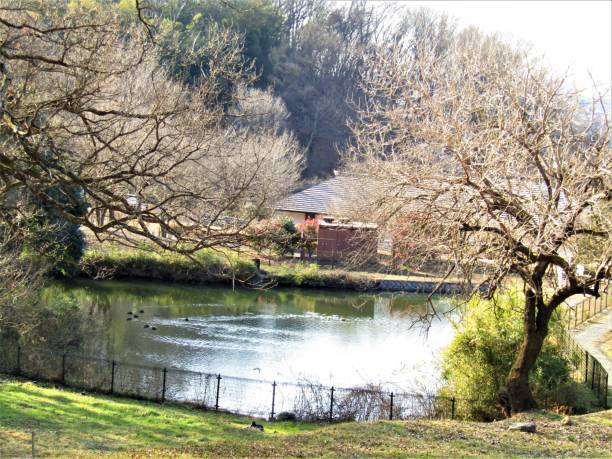 istock Japan. January. Pond in the Park. 2195570145