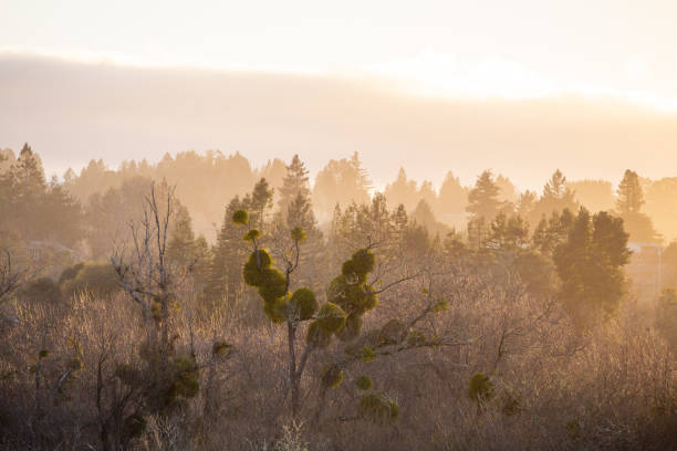 istock Mistletoe in Sebastopol, California 2195570572