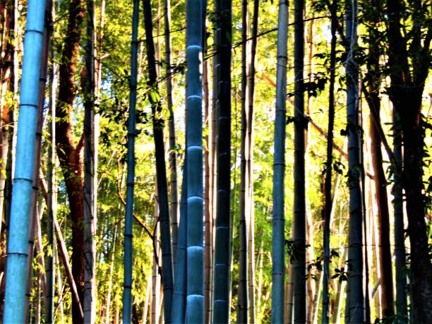 Bamboo grove.