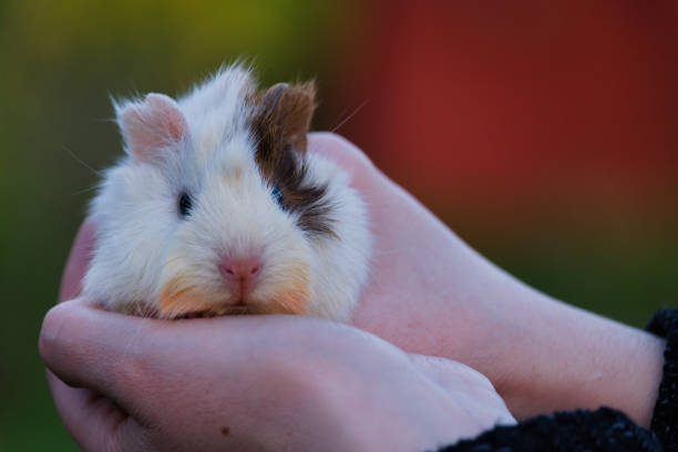 Hamster in the hands of a person