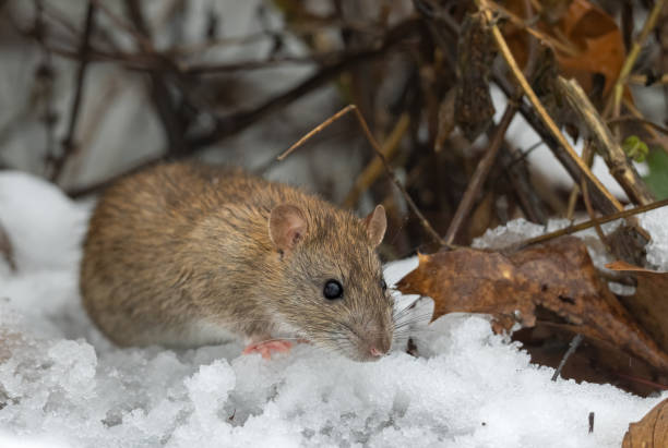 istock Cute brown rat (Rattus norvegicus) in winter 2195575625