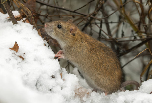istock Cute brown rat (Rattus norvegicus) in winter 2195575659