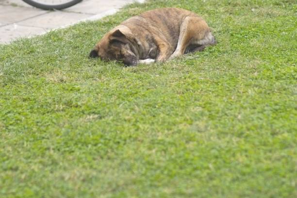A photo of a stray dog sleeping in a green grass in a town in Greece