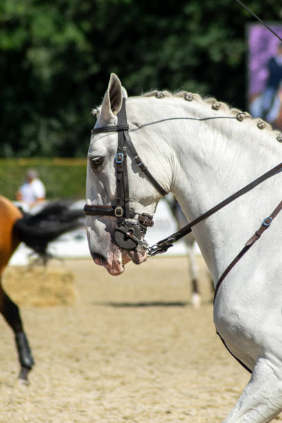 istock purebred white horse in an equestrian competition event 2195579407