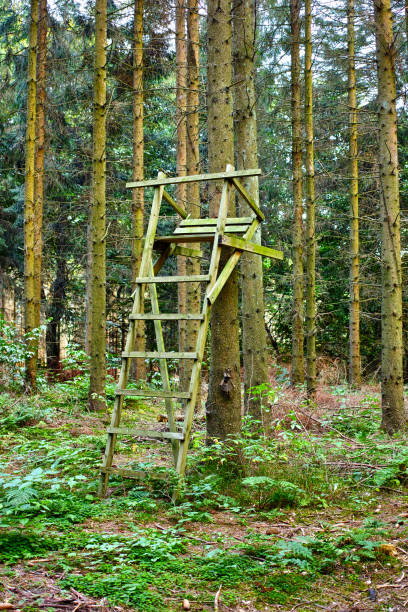 A rustic wooden hunting stand situated amidst a dense forest, surrounded by green vegetation and towering pine trees.