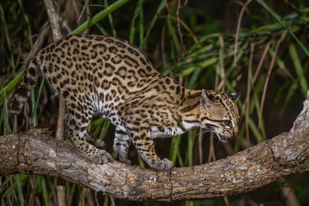 istock Ocelot at night in the Pantanal 2195582845