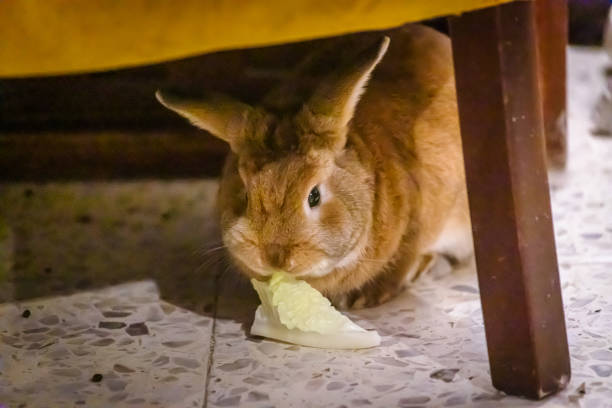 One black rabbit sits at the gift box and eat cabbage. Red background. Hare is the symbol of 2023 according to the eastern calendar. New Year holiday postcard. Vegetarial food.