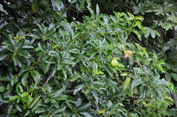 istock Among the foliage the avocado fruit (Persea americana) growing 2195583269