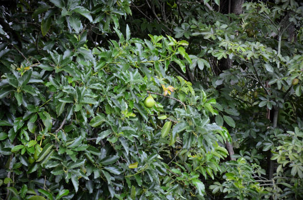istock Between the leaves the avocado fruit (Persea americana) growing and ripening 2195583274