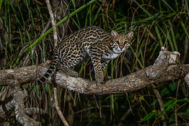 istock Ocelot on alert in the Pantanl 2195587272