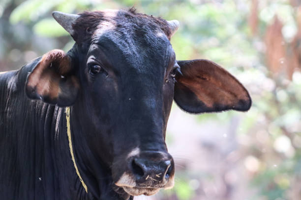 istock Black cute cow closeup face in the forest blurred background 2195587324