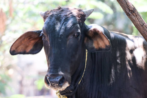 istock A cute cow calf is standing innocently 2195587380