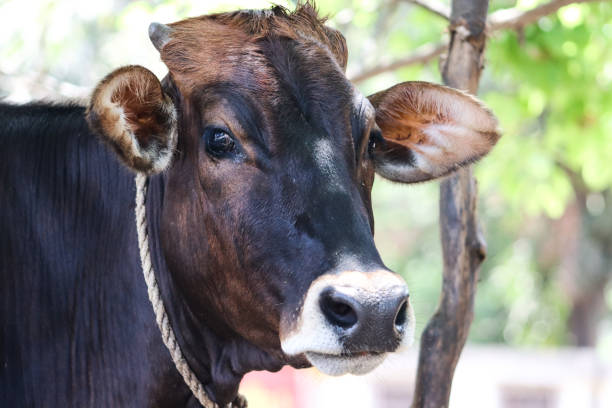 istock Cute and innocent little black and white colored calf 2195587381