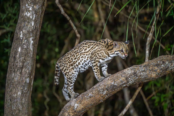 istock Ocelot in a tree in the Pantanl 2195587469