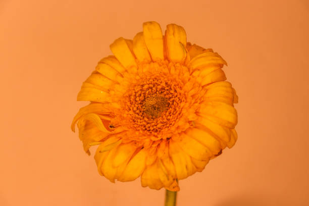 A vibrant orange and yellow flower stands out against a lush green background of leaves and foliage, creating a beautiful natural scene.