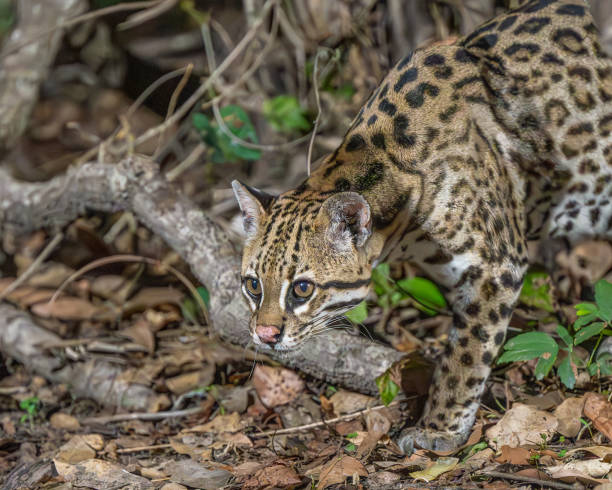 istock Ocelot exploring the jungle surrounds in the Pantanal 2195587499