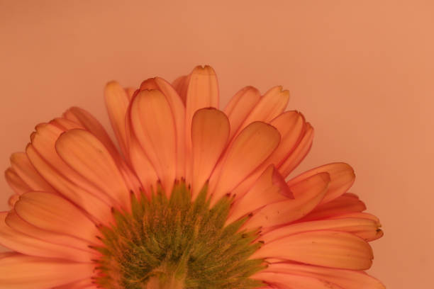 istock Beautiful back side of gerbera flower 2195587507