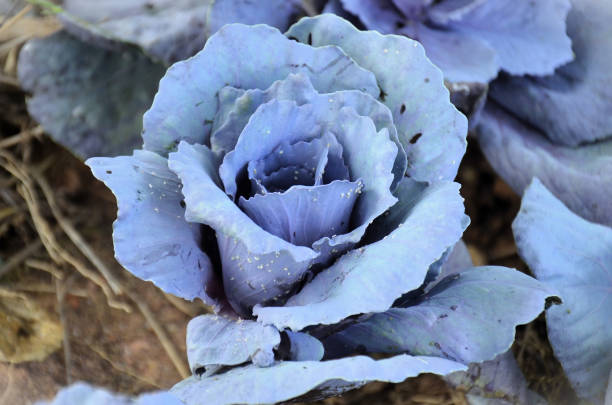 istock A Red Cabbage (Brassica oleracea var. capitata f. rubra.) growing in the garden 2195587931