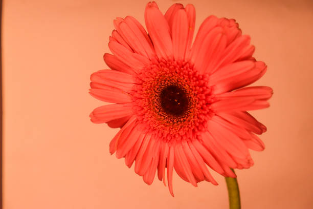 istock Very beautiful red gerbera daisy flower 2195588231