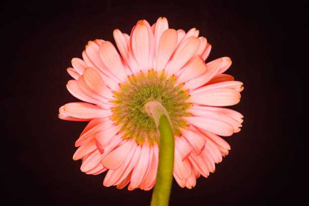 Very cute pink gerbera flower back side on black background