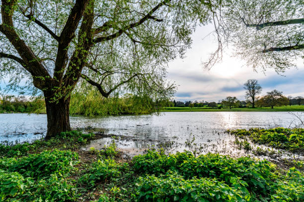 River ver flooding verulam park in st albans, england, during a beautiful sunset with a big tree on the left