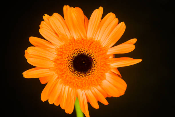Top view of red orange Gerbera flower isolated on white background.