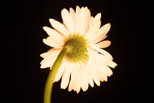 Philadelphia Fleabane aka Erigeron philadelphicus L. shot in front of white background