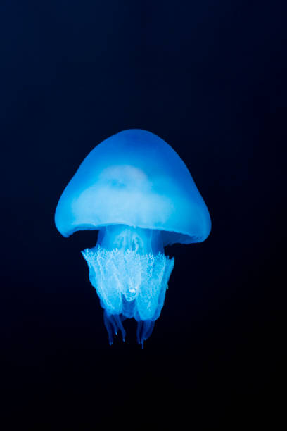 istock Jellyfish swimming into the deep blue sea 2195589578