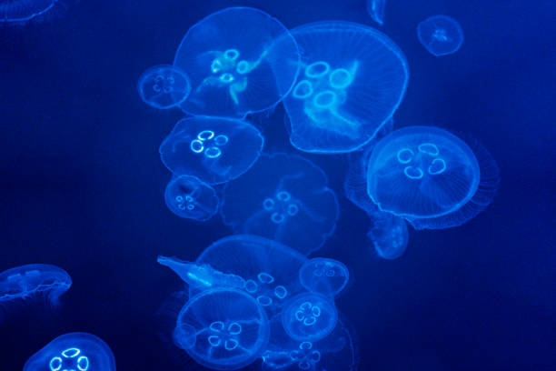 istock Jellyfish swimming into the deep blue sea 2195589585