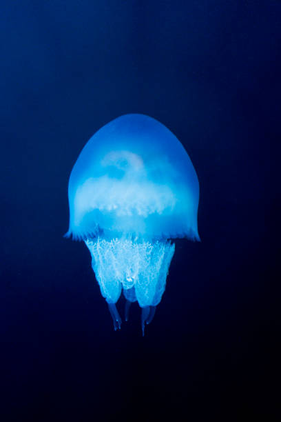 istock Jellyfish swimming into the deep blue sea 2195589588