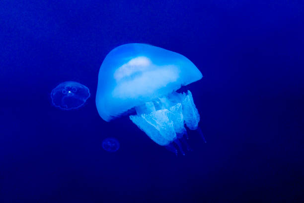 Jellyfish swimming into the deep blue sea