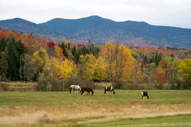 Horses at farm in Upstate New York, USA