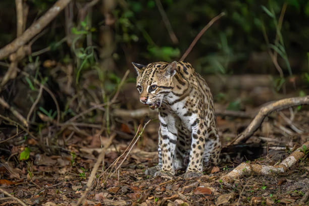 istock Curious Ocelot in the Pantanal 2195590710
