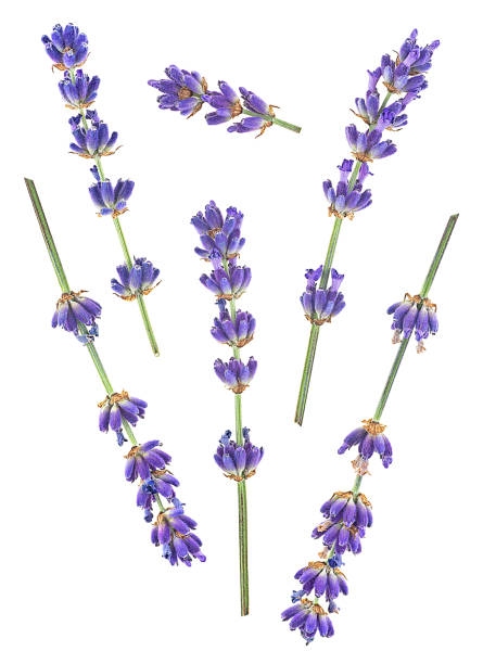 istock Fresh lavender flowers isolated on a white background, top view. Beautiful aromatic lavender flowers. 2195590785