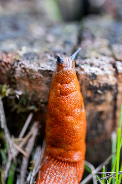 The Spanish slug is an air-breathing land slug, a terrestrial pulmonate gastropod mollusk in the family Arionidae, the roundback slugs.