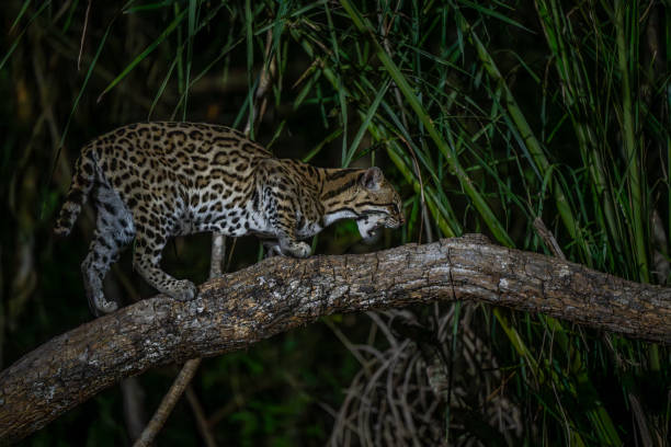 istock Cross Ocelot in the Pantanal 2195590849